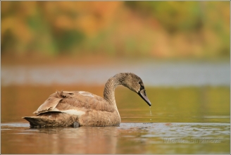 <p>Labuť velká (Cygnus olor) –--- /Mute schwan – Höckerschwan/</p>